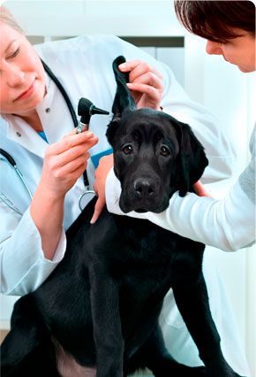 Clínica Veterinaria Valdoncel perro en consulta