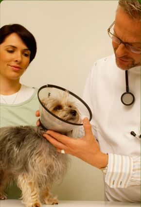 Clínica Veterinaria Valdoncel veterinaria